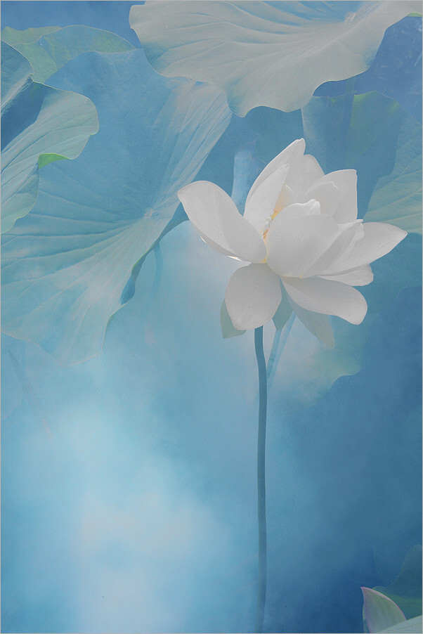 荷花之美.