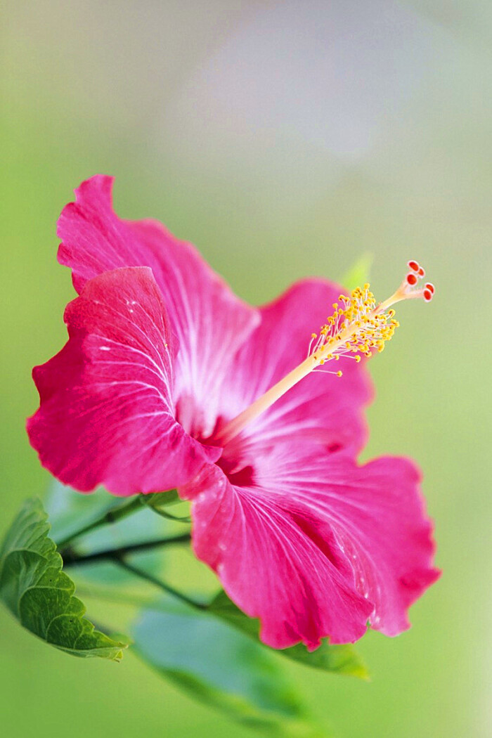 BKPP扶桑花素材图片