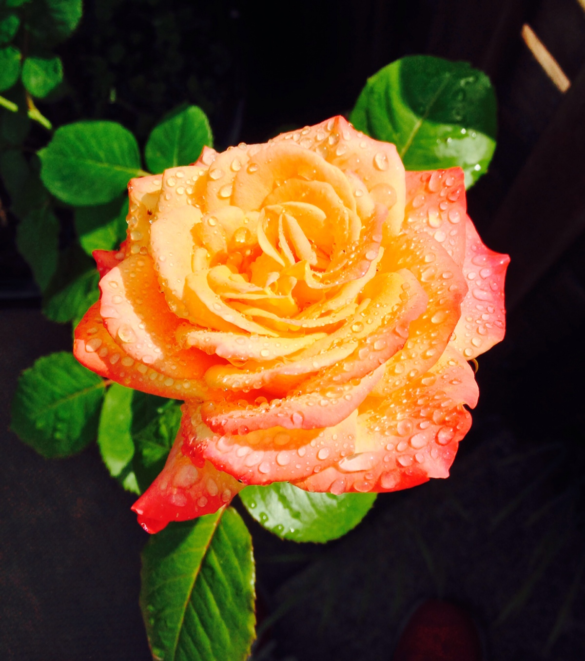 一朵美丽的蔷薇花图片