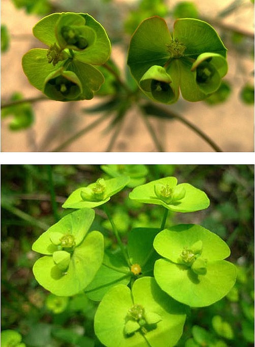 植物名称:猫眼草 英文名:herb of crescent-shaped euphorbia 学名