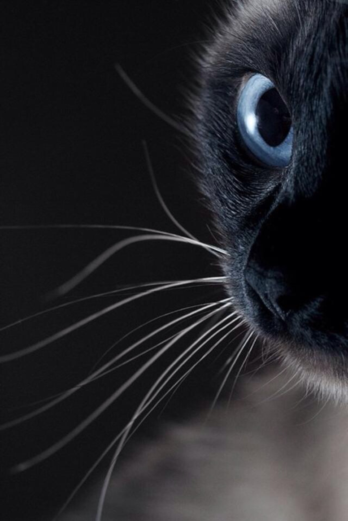 黑色的猫咪是精灵