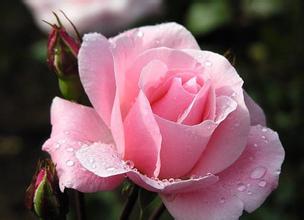 大马士革玫瑰(rosa damascna) 大马士革玫瑰,蔷薇科蔷薇属,属古典庭院