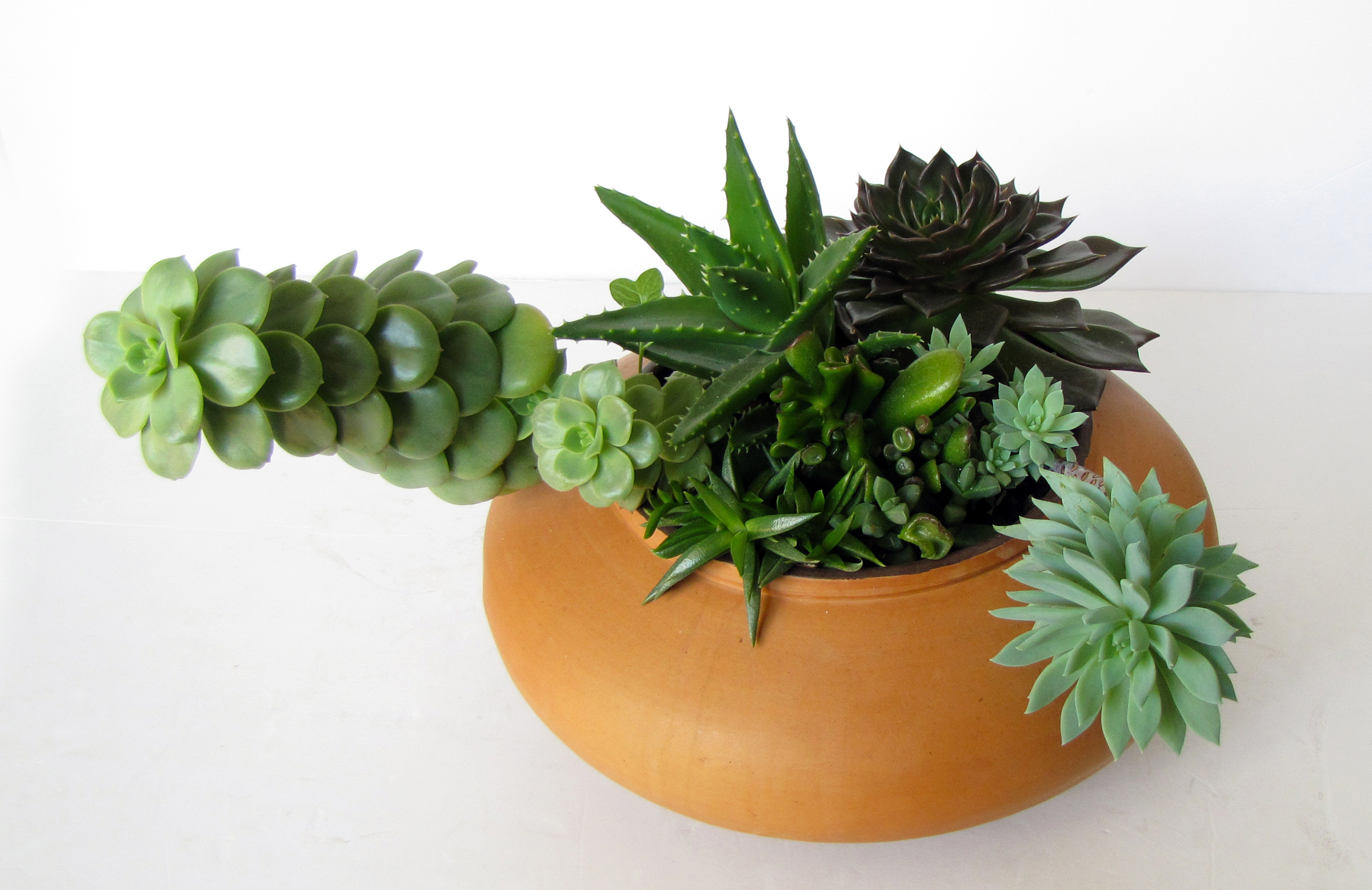 《多肉植物》盆景 , 规格:长度:30cm 宽度:30cm 高度:20cm 特点:独一