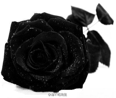 黑色的玫瑰是全世界玫瑰中最稀有的,black rosevil,是这稀有之中的极