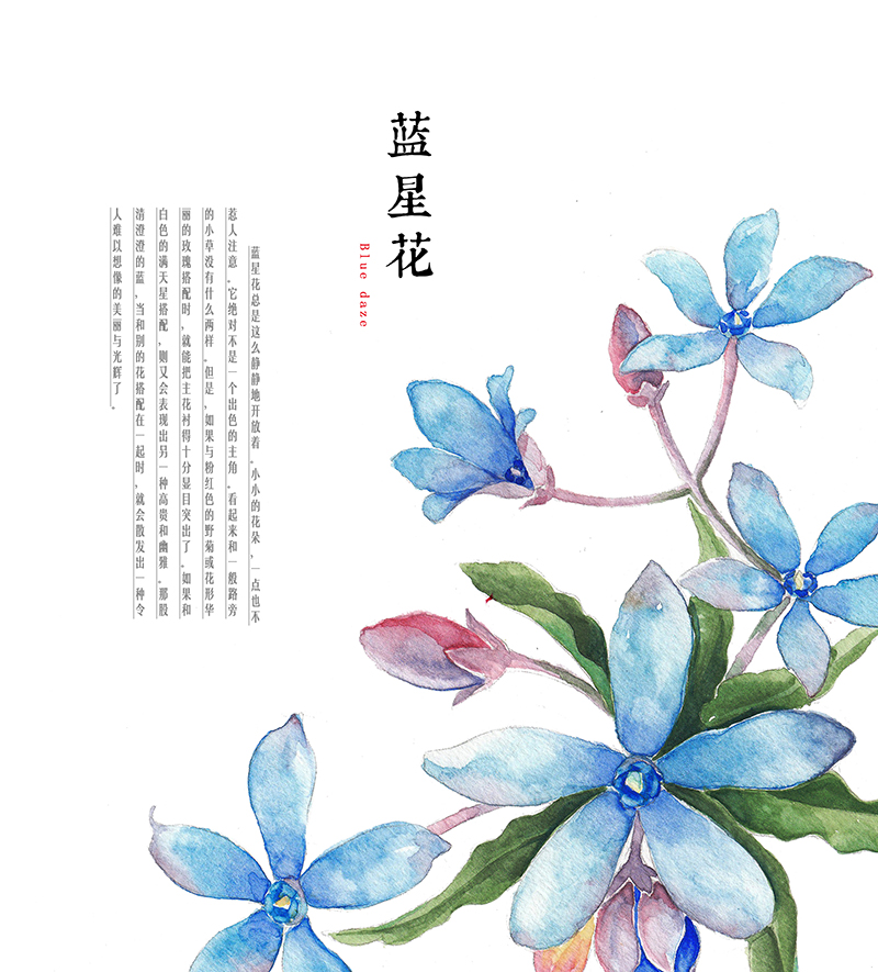 蓝星花素描图片