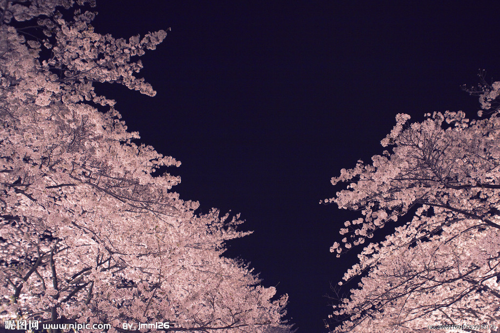 樱花壁纸可爱 夜晚图片