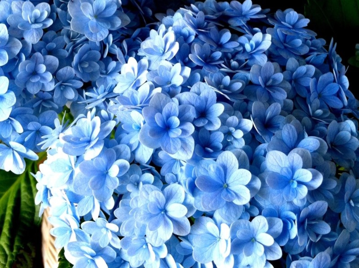 紫阳花