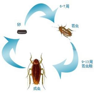 蟑螂幼虫大小图片