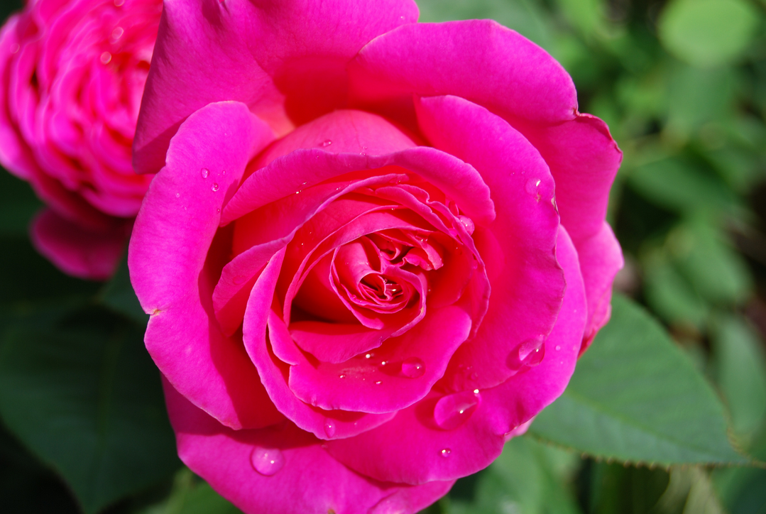 粉和平(pink peace) 培育时地: 1958 法国 类别: ht 色系: 中粉 香型