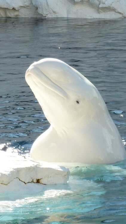 beluga whale