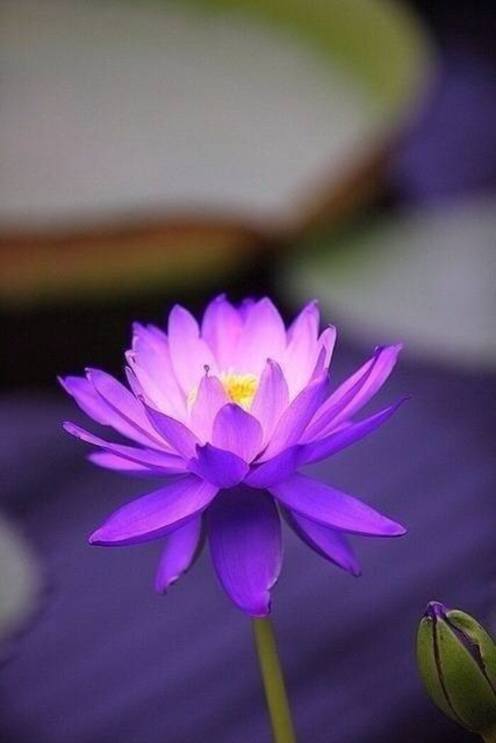 佛教紫金莲花图片