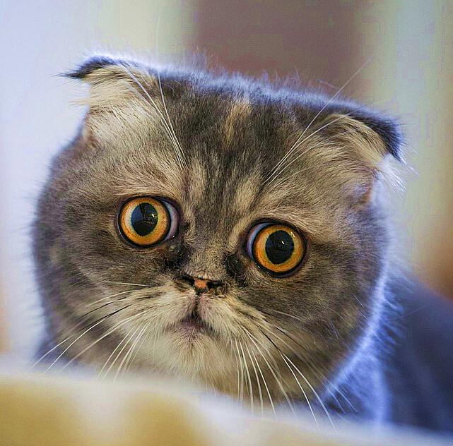 脸跟眼睛一样圆的喵星人.