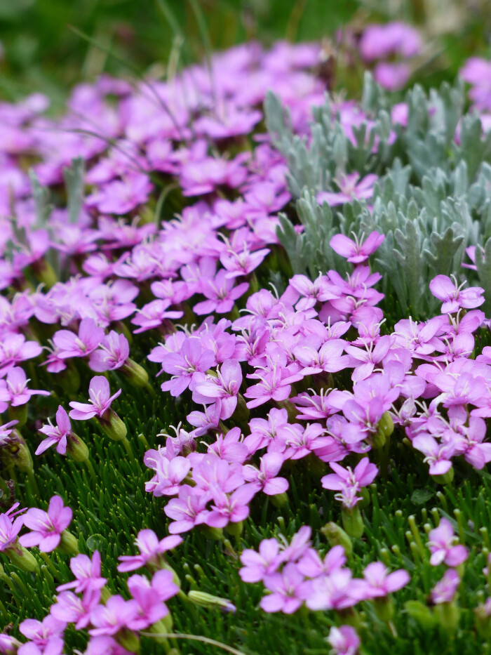 水仙花的颜色紫色图片
