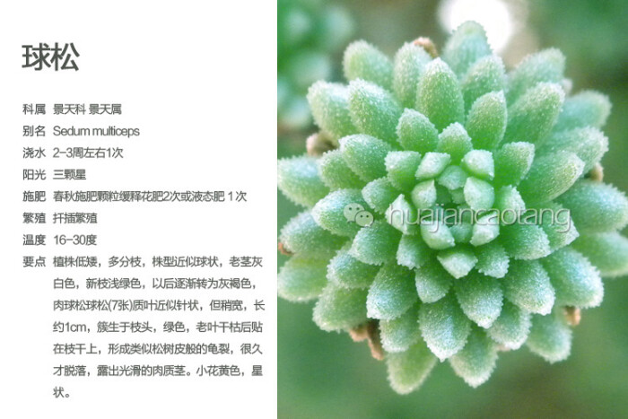多肉图鉴 花间草堂
