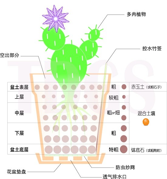 多肉的分解图图片