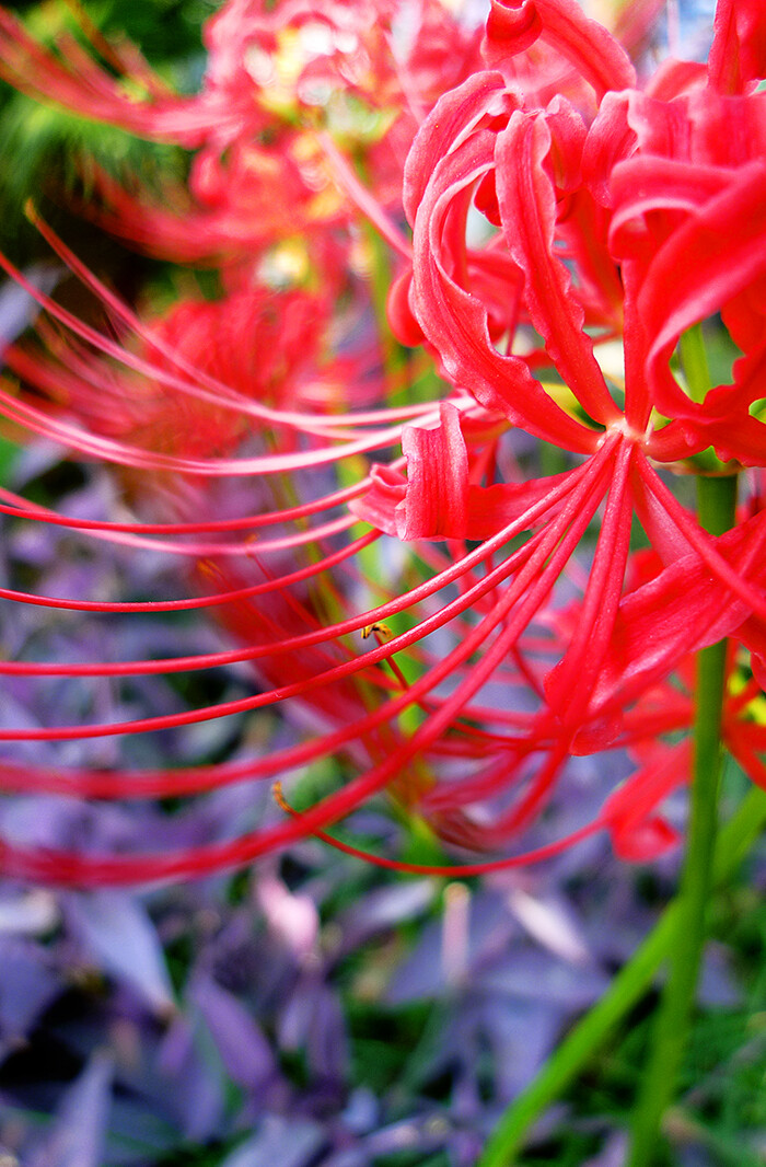 素材类别:彼岸花 曼珠沙华 红色花朵 唯美彼岸花图片,由huiyi8素材网