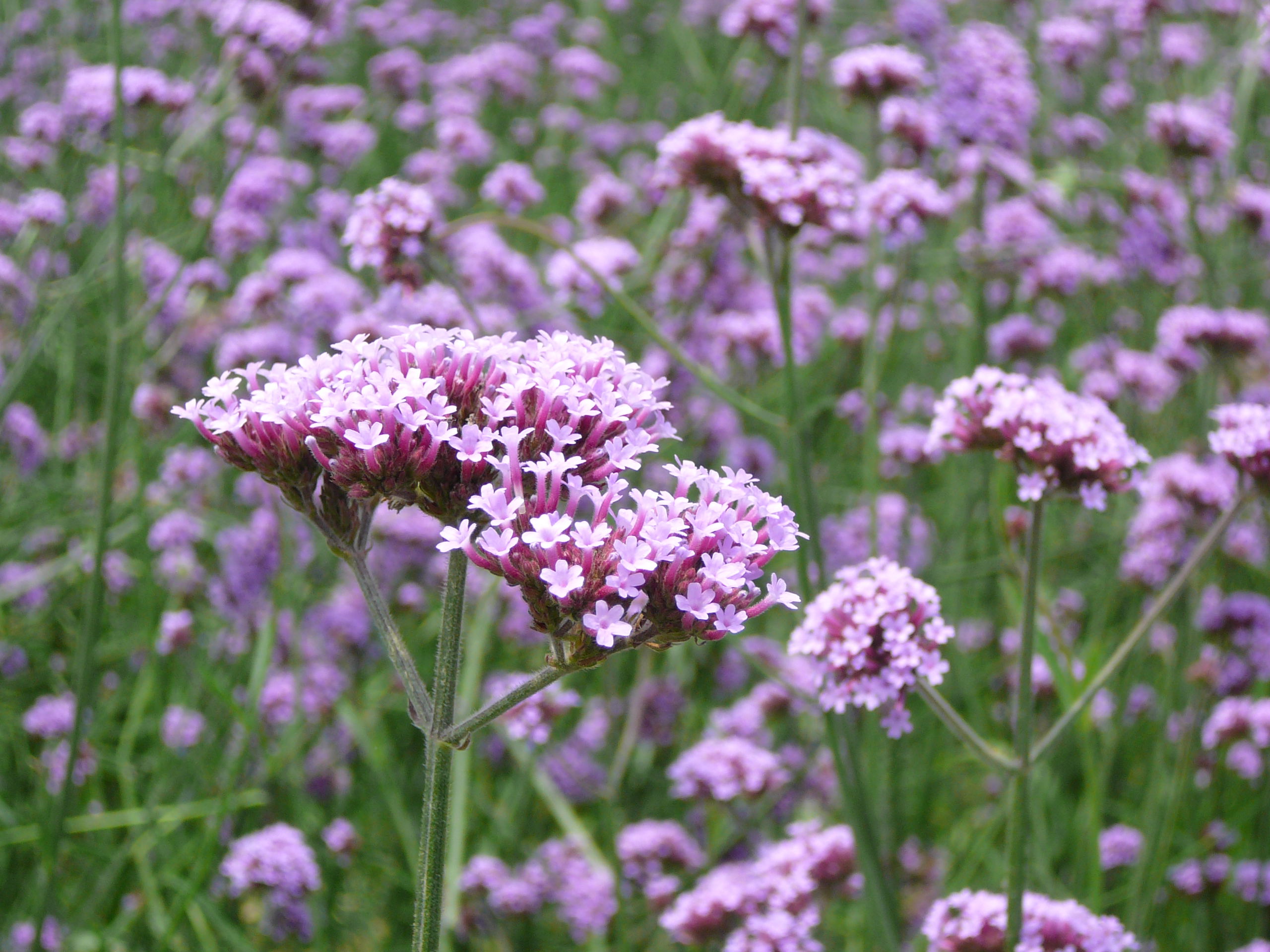 同样拥有神秘紫色的花儿,常被人们误以为是lavender