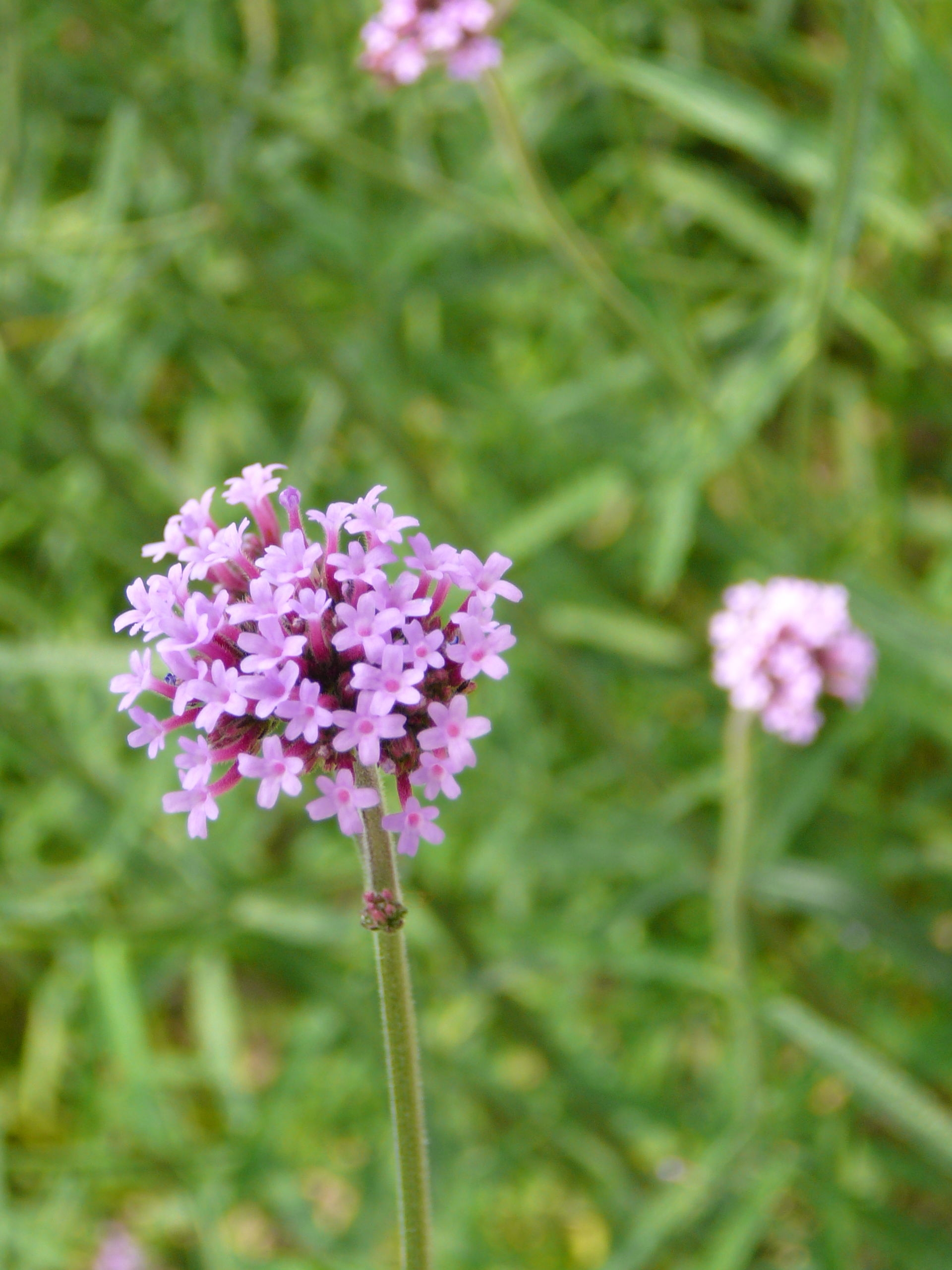 常被人们误以为是lavender,实则是美丽的herba verbenae