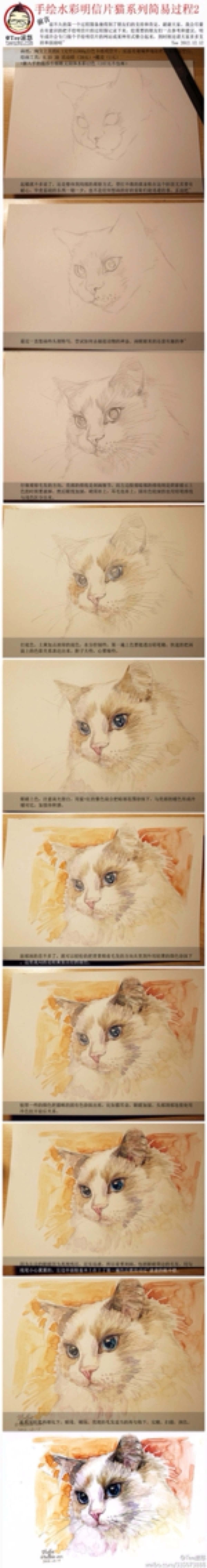 水彩教程 猫图片