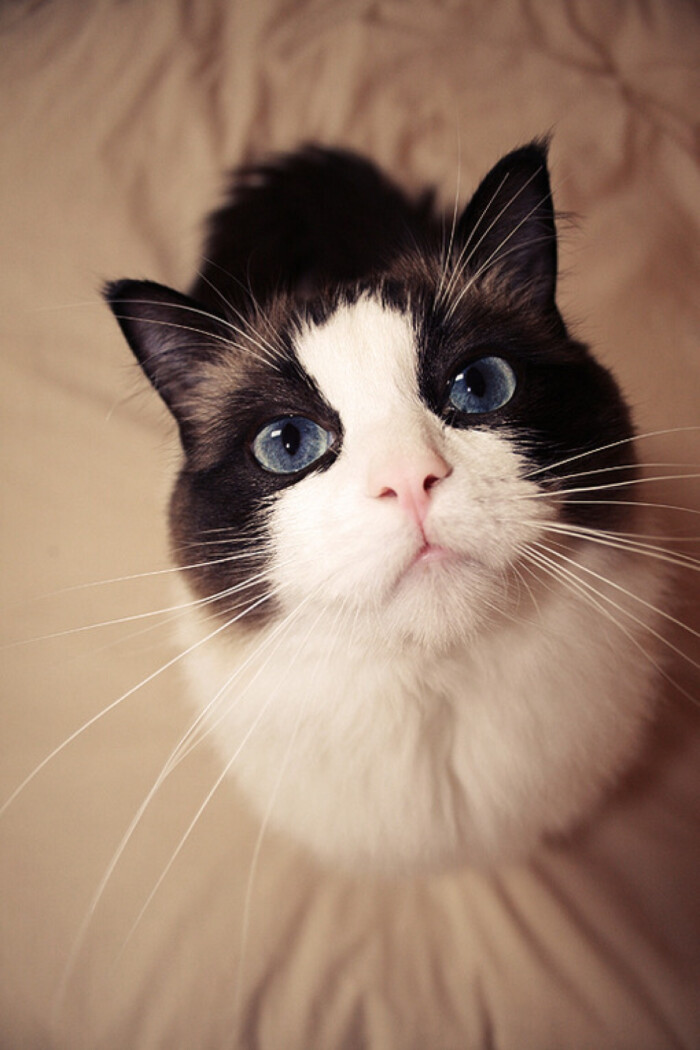 猫星人,猫,狮子,老虎,leo,iphone/ipad壁纸,个性,创意