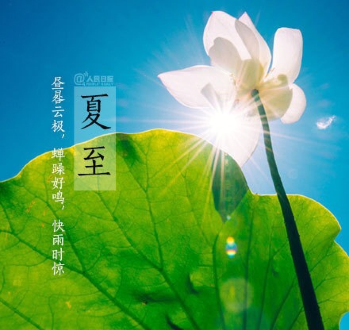 夏至日 图片