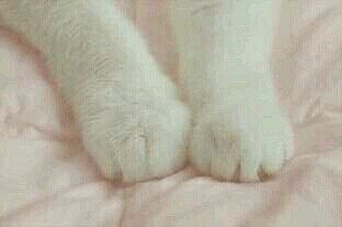 猫爪爪 