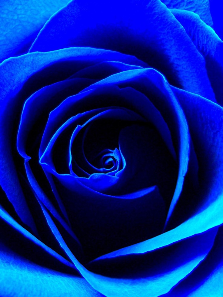 蓝色妖姬 blue enchantress(拉丁学名:blue rose)寓意相守是一种承诺.