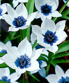 蓝白相间 植物 唯美 壁纸