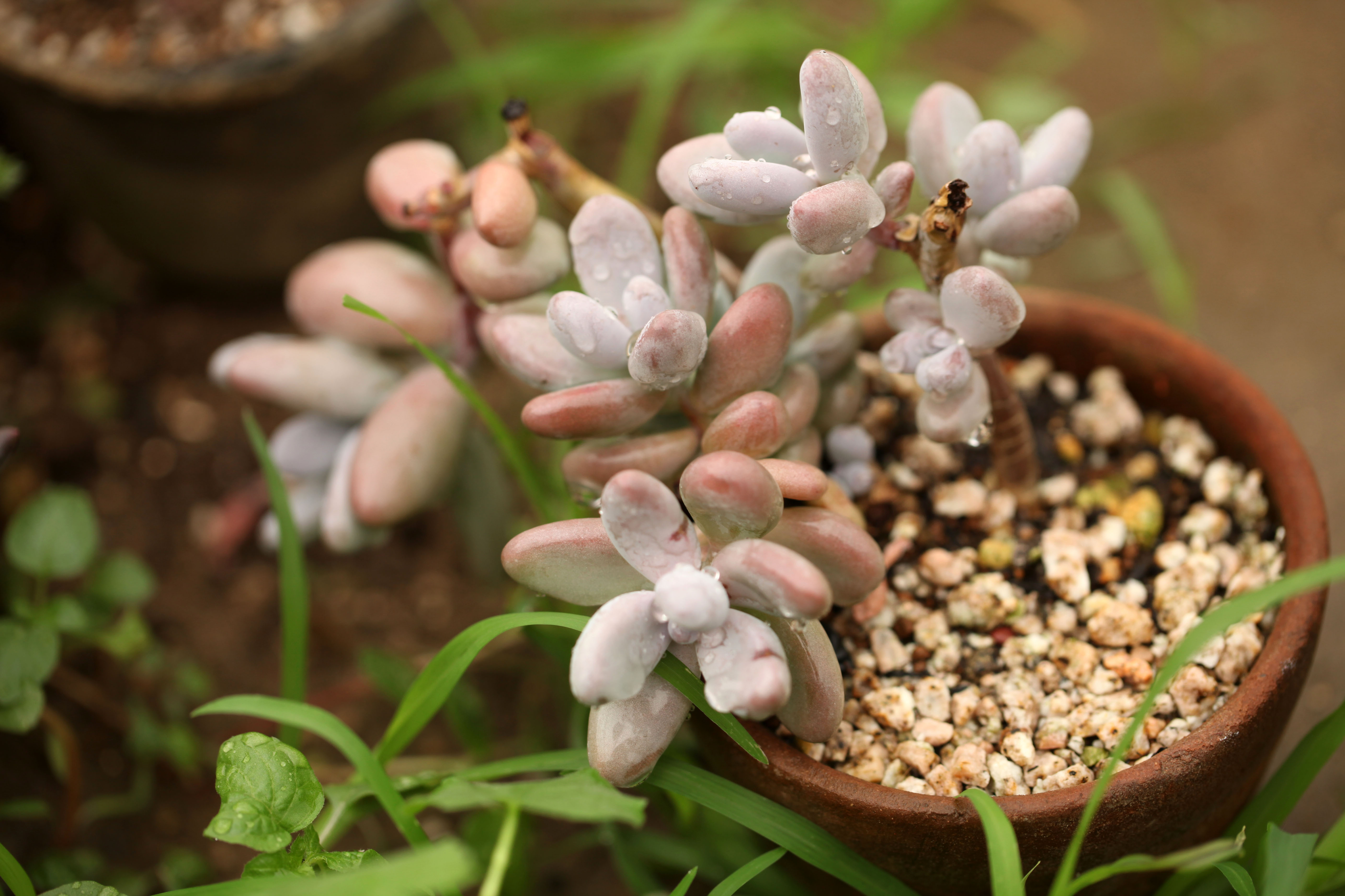 多肉植物 掌上花园--月美人 雨后我来看你.