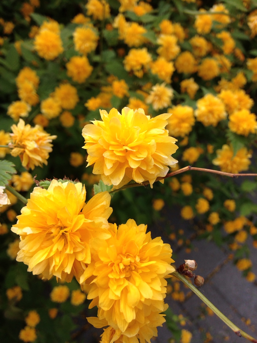 黄色的花