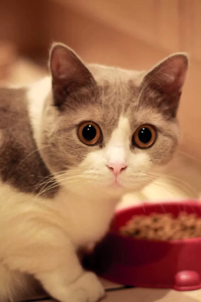 猫性不可失