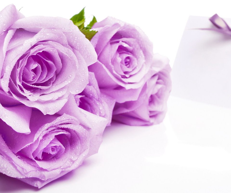 壁纸头像【960x800】紫色玫瑰花