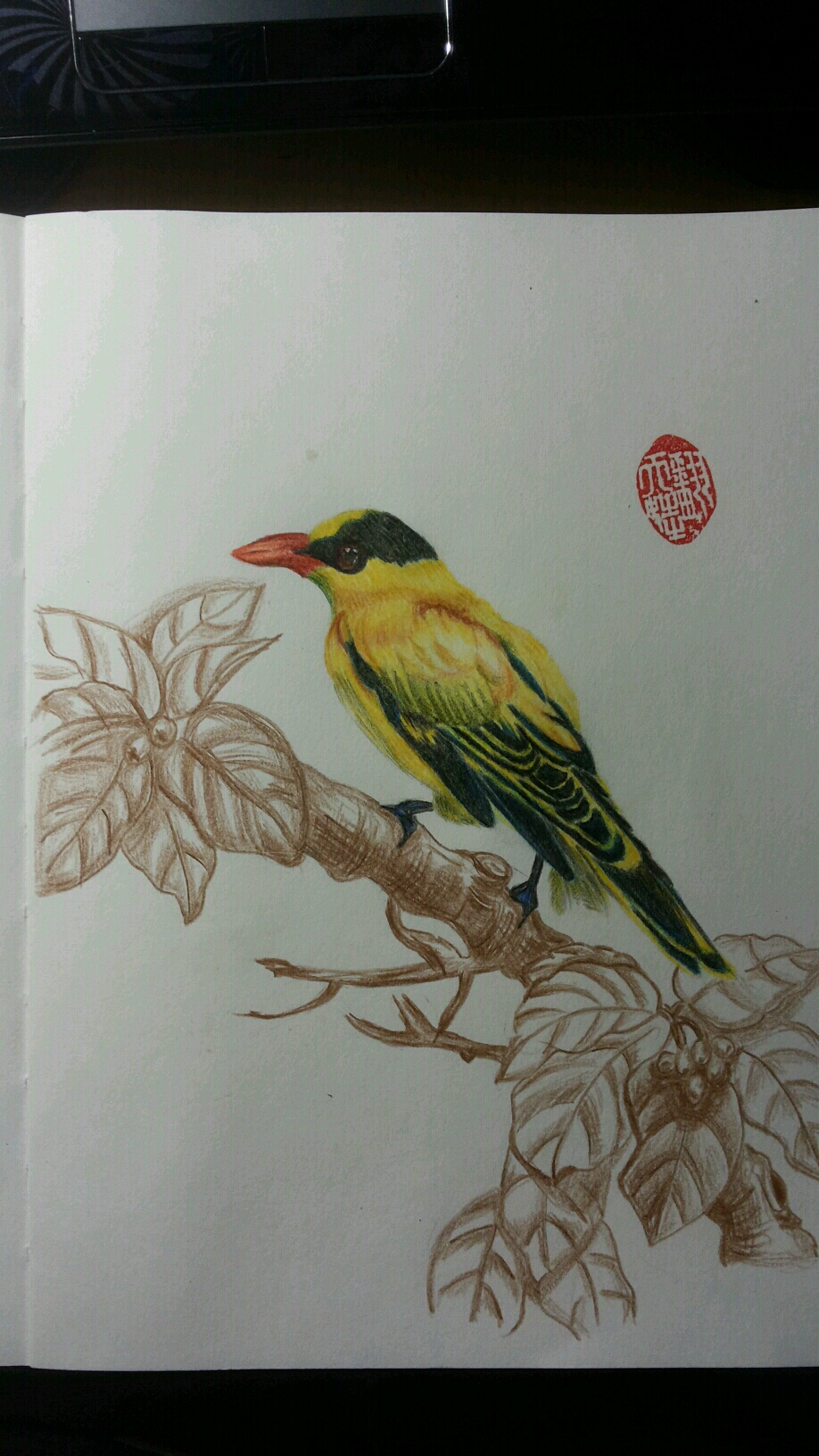 黑枕黄鹂