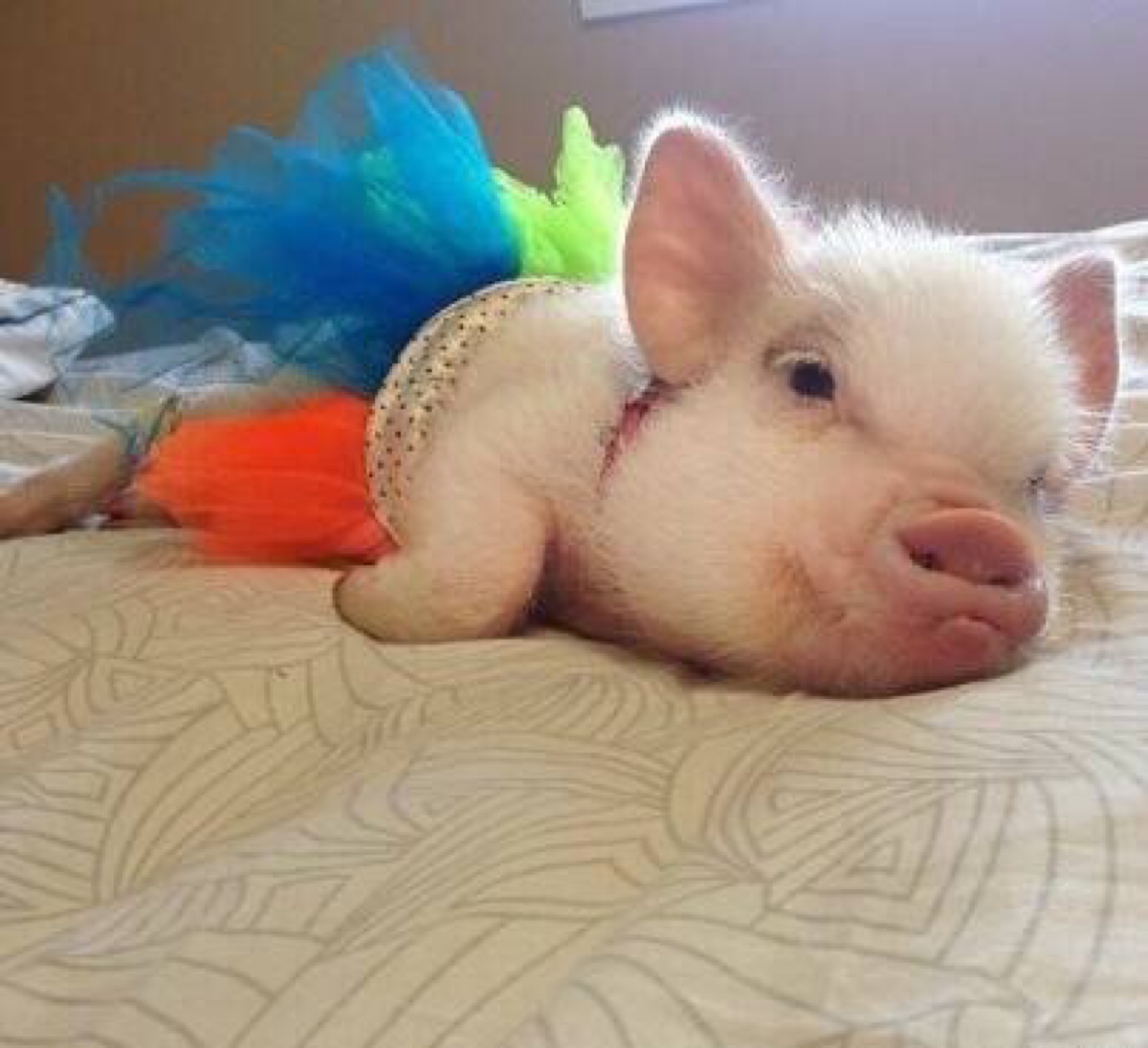 刚出生的小猪猪~~~ 一副睡眼朦胧的样子(～~(oo)~)ブ