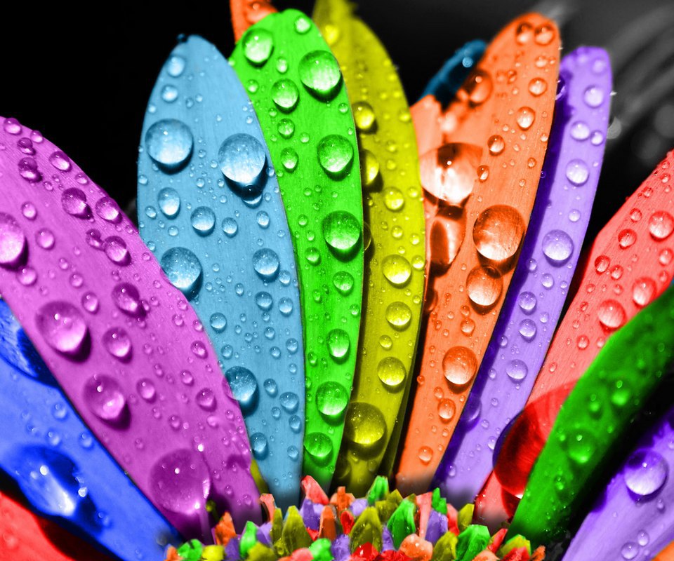 七彩壁纸【960x800】彩色 花瓣 水珠