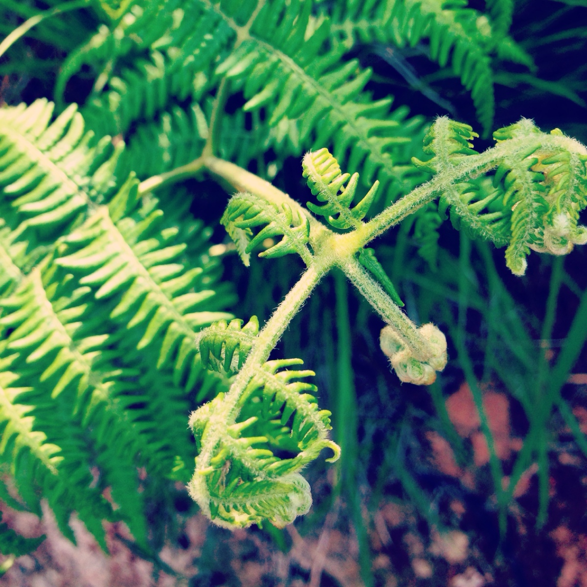 蕨菜ˊ_gt;ˋ