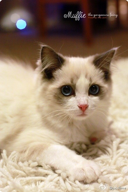 布偶猫muffie.