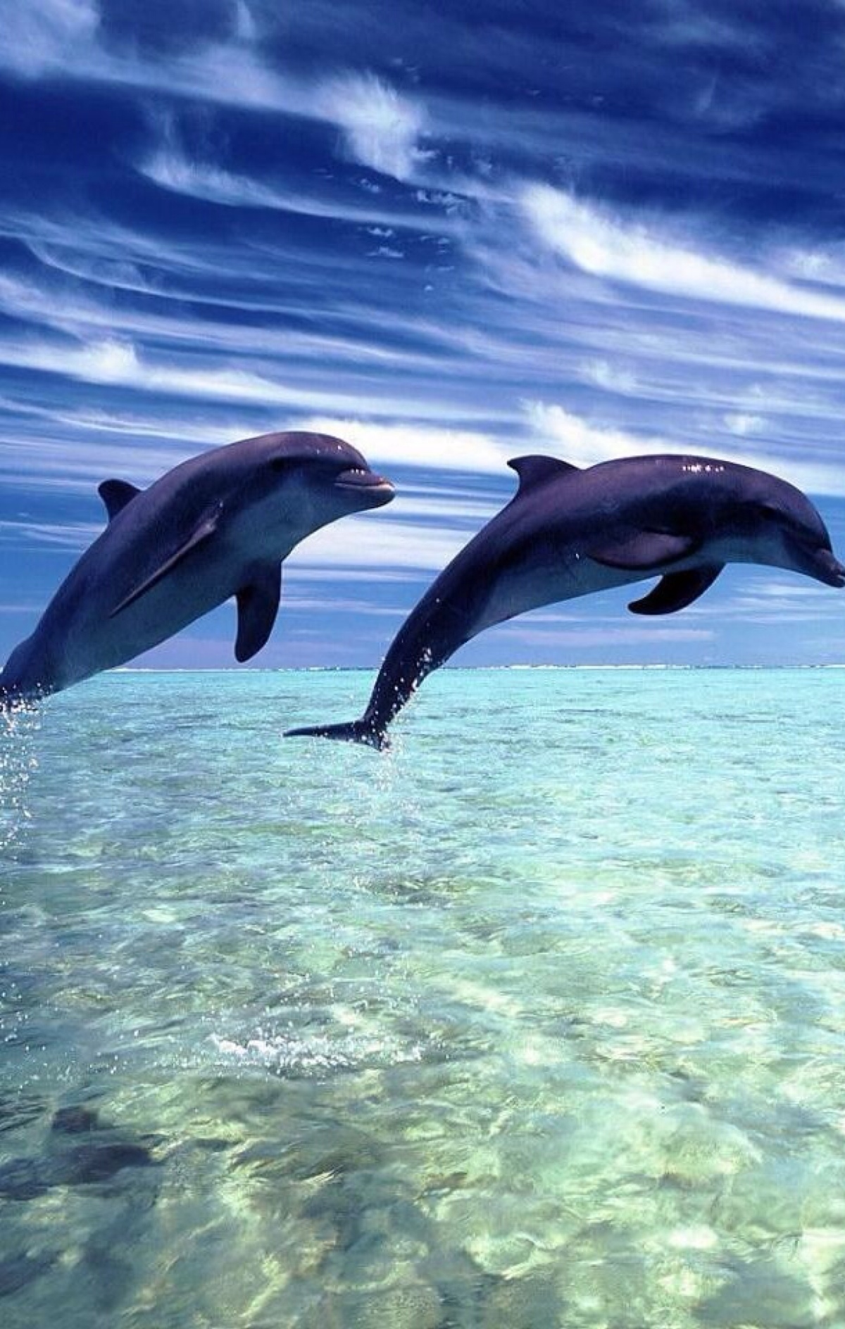 海豚图片唯美手机壁纸图片