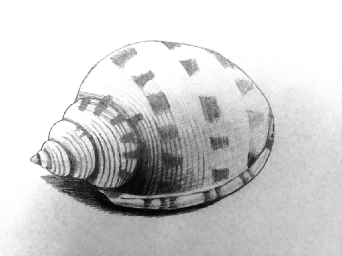 海螺素描简单图片