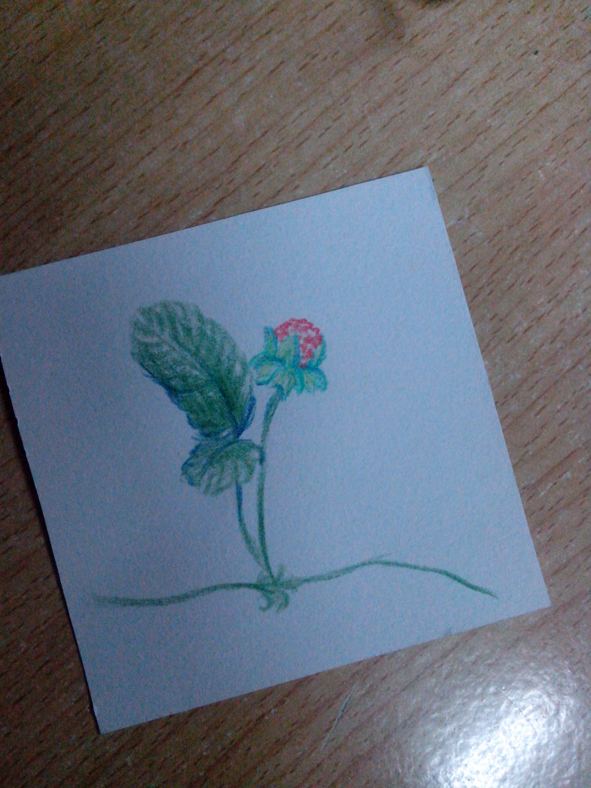 志愿者活动时为小朋友画的小纸片——蛇莓