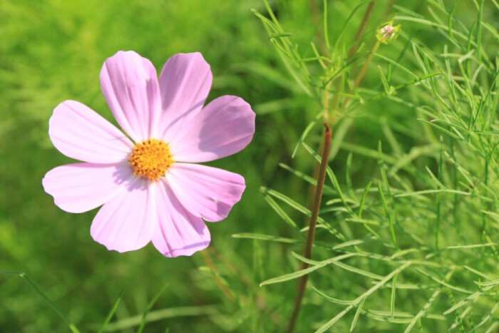 蒙古高原上的格桑花