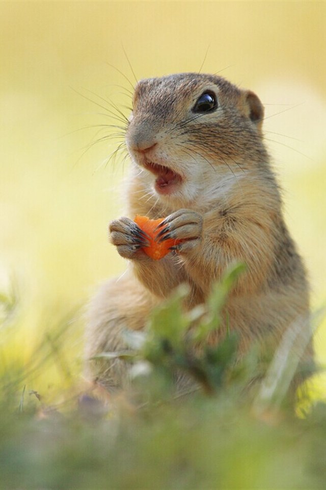 可爱萌宠田鼠高清iphone壁纸,本图片分享于绿茶壁纸:bizhi.33lc.com.