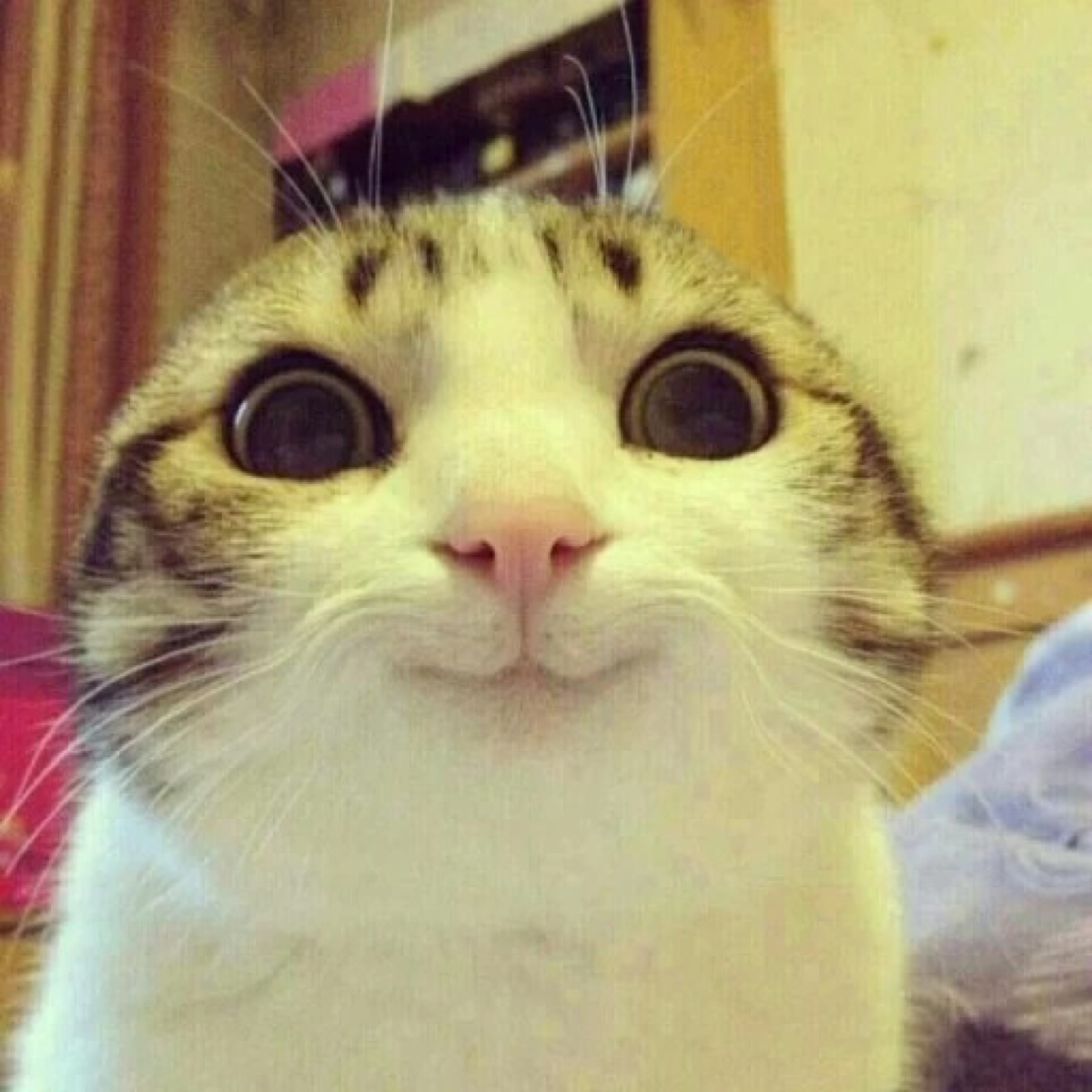 猫咪头像