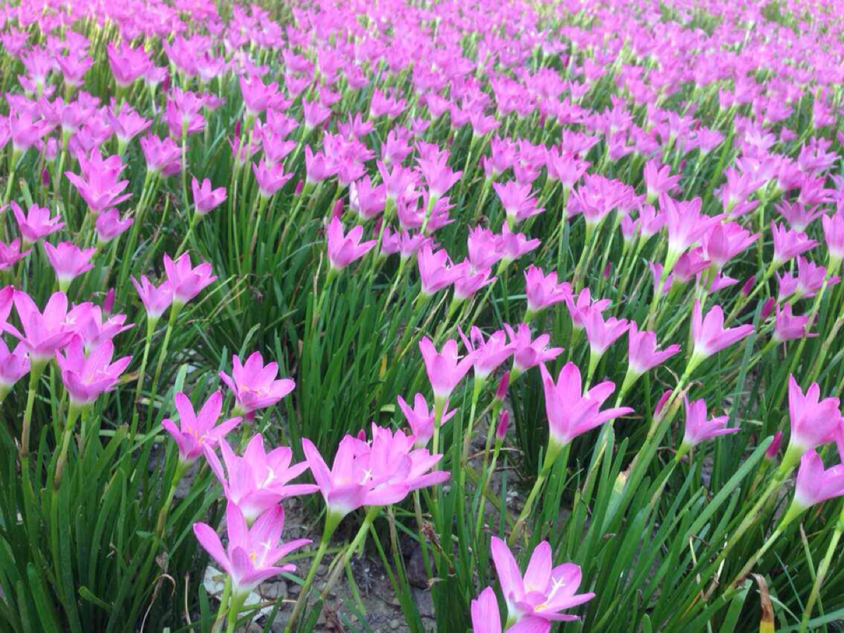 风雨花