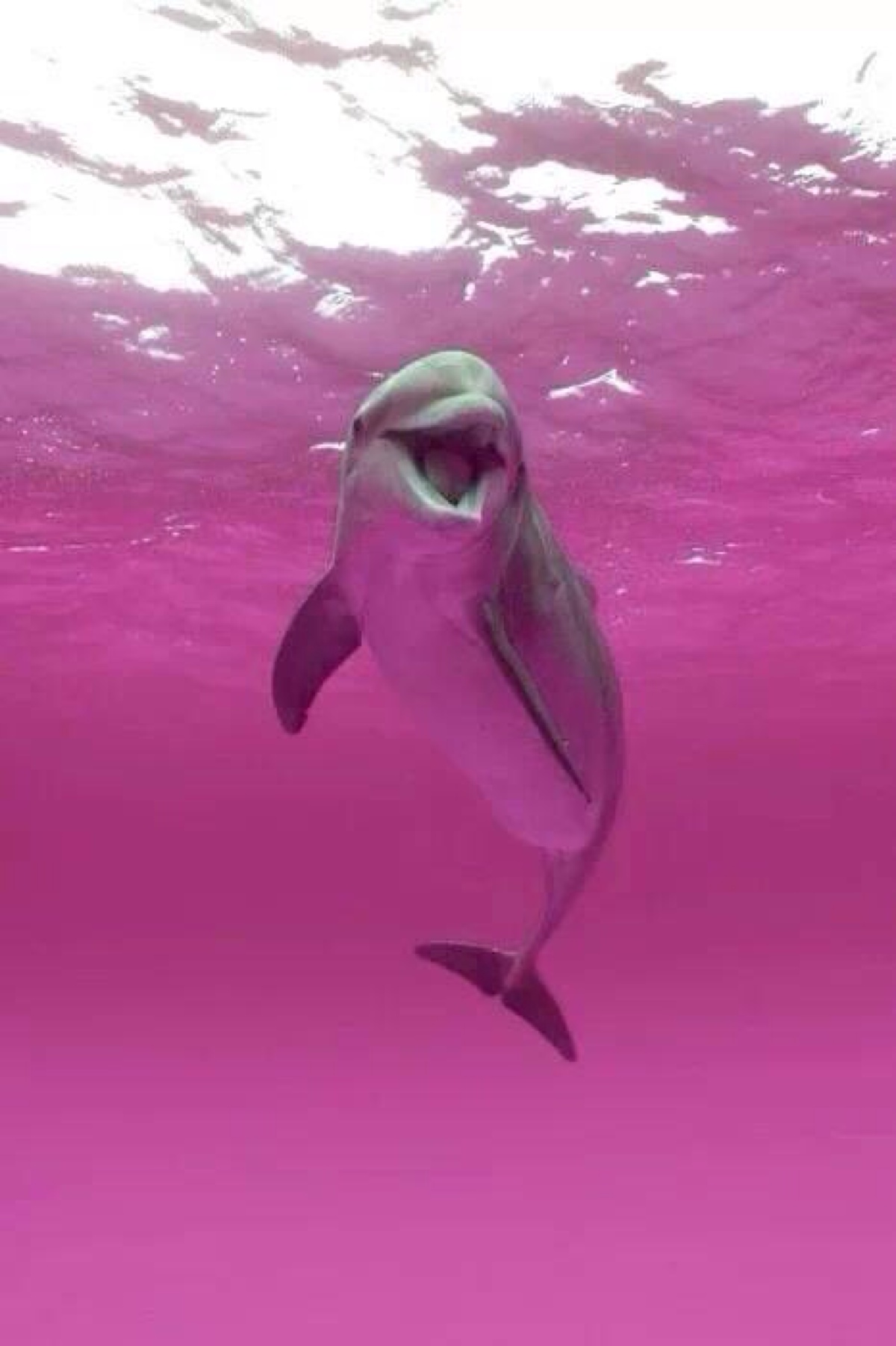 粉色海豚图片真实图片
