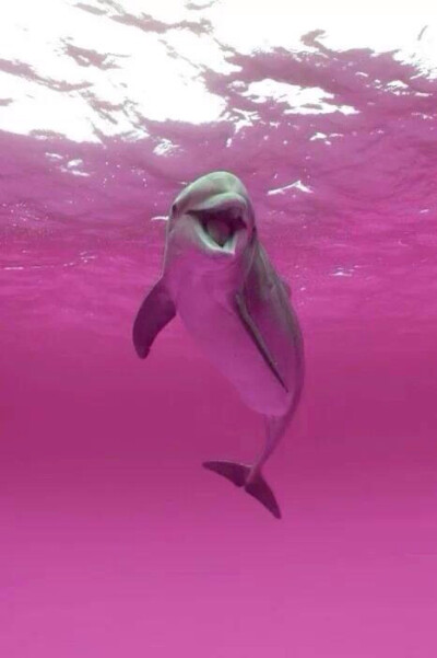 粉色海豚壁纸高清图片
