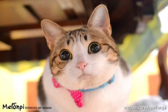 超萌《瓜皮猫》你可能早就见过的网路红猫