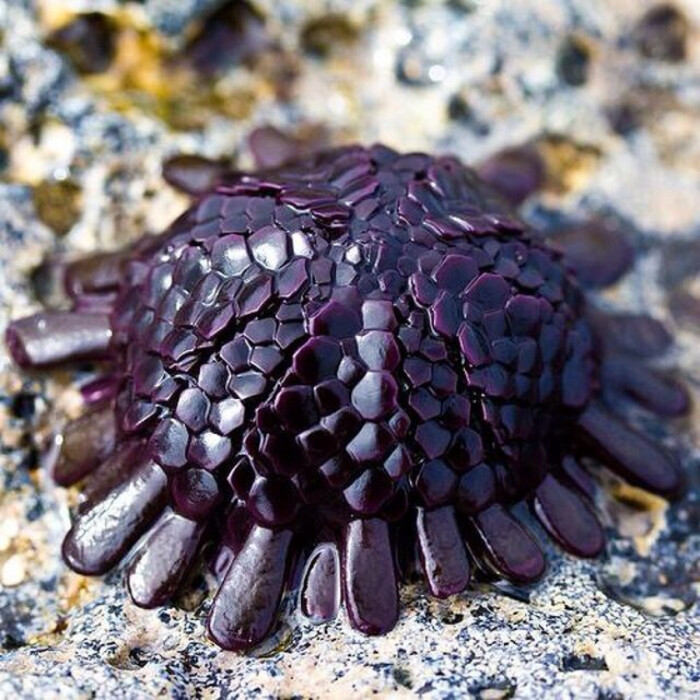 盔帽海胆(helmet urchin)