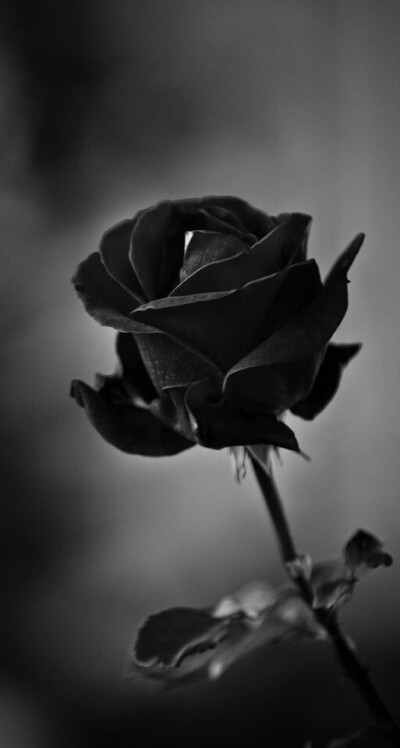 黑色壁纸系列之花