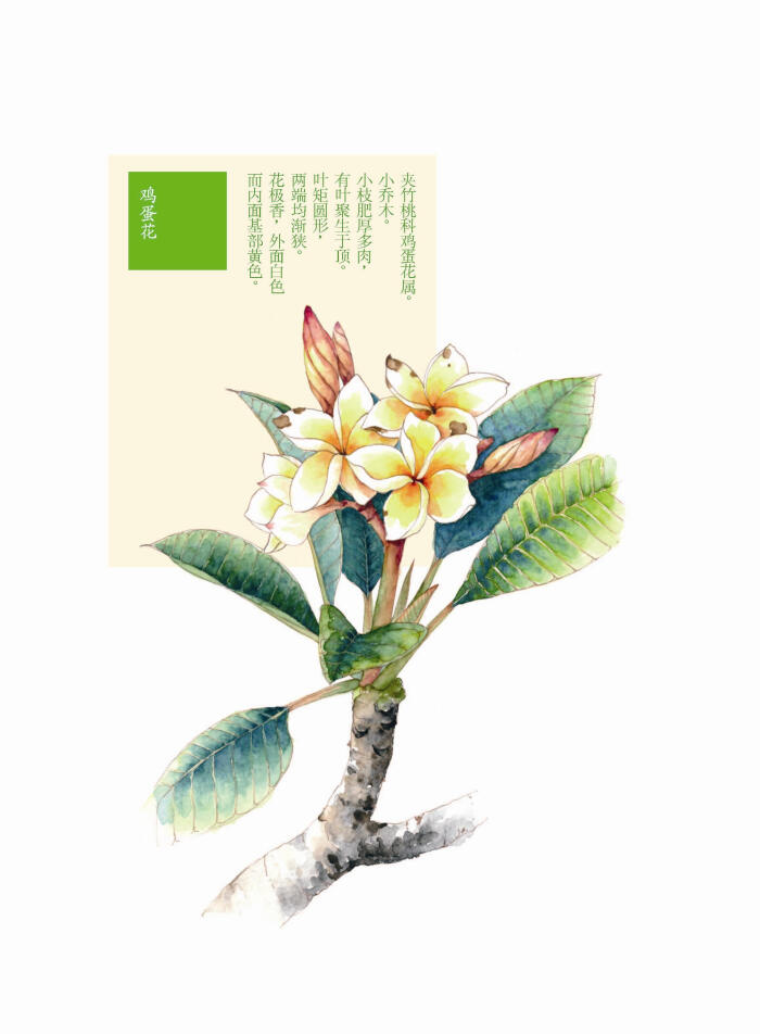 花花果果枝枝蔓蔓 鸡蛋花 手绘 植物